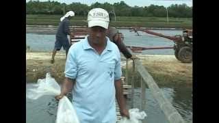 Milkfish Bangus amp Vannamei White Shrimp Polyculture in Ponds Part 1 [upl. by Yesnikcm]