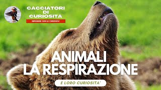 Animali la RESPIRAZIONE  per bambini della scuola elementare [upl. by Darell]