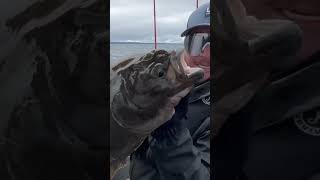 Nice reel from our Haida Gwaii trip fishing halibut haidagwaii kingsalmon lingcod outdoors [upl. by Irabaj]