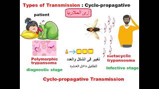 Parasitology ASU Blood module African trypanosoma Dr Khaled habib [upl. by Lepp]