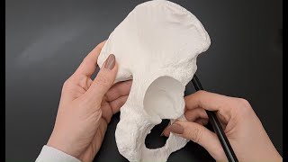 Anatomy of Hip Bone in under 2 minutes [upl. by Anicul]