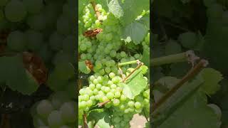 Chardonnay Week at Rombauer Vineyards  Day 1 [upl. by Kilk]