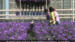 Patio Plants VOF [upl. by Lleder]