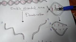 DENATURATION AND RENATURATION  BY PHANINDRA GUPTHA [upl. by Carli]