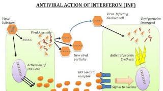 Interferon  Antiviral action of Interferons INF [upl. by Alleirbag]