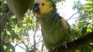 My Blue Fronted Amazon Parrot quotCleckoquot Talking and Whistling in my Backyard Tree [upl. by Goulden]