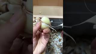 Garlic peeling tool satisfying [upl. by Ahsikym660]