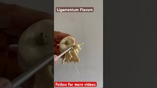 Ligamentum Flavum viral youtubeshorts anatomy viralvideos physiotherapy [upl. by Tatiania]