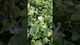 Aj Katena somoy shortsfeed shortsfeed reels shortvideo flowers viralshort viralvideo [upl. by Laural167]