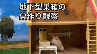 奥さんに反対されてるので、隠れてハムスターを飼うことにしました 138 地下型巣箱の巣作りハムスター hamster 地下型巣箱 土飼育 햄스터 [upl. by Yneffit]