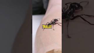 Bullet Ant  🐜 Most Painful Sting In The World 🐜 shorts bulletant insect [upl. by Ardiek643]