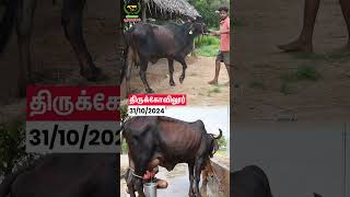 Milking Details cow vivasayaarvalargal shortvideo shorts [upl. by Halac]