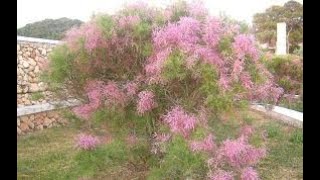 Вишня Prunus Груша Pyrus Гребенщик Tamarix Лиственные растения17 Deciduous plants17 [upl. by Cousin]