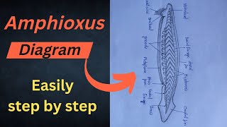 Diagram of Amphioxus Amphioxus diagram  easily draw 😳step by step for beginners  biology 🔥💯 [upl. by Arodoet]