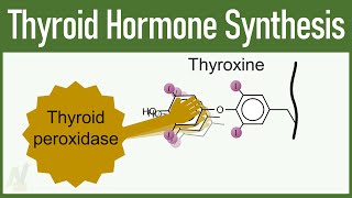 Thyroid Hormone Synthesis [upl. by Fullerton]