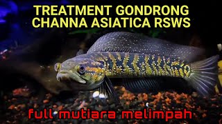 TREATMENT GONDRONG CHANNA ASIATICA RSWS  PROGRES MENTAL GALAK DAN WARNA CHANNA ASIATICA RSWS [upl. by Jenei]