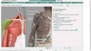 Anatomie Schultermuskeln 811 Grobe Übersicht [upl. by Powers]