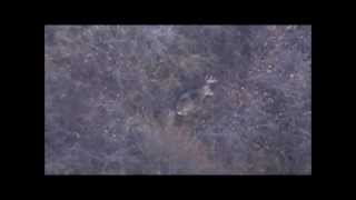 See the Bullet  Whitetail Deer Hunt  365 Yard Shot  270 WSM [upl. by Anekam]