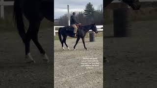 6 year old ottb Asking for some basics after a trail ride CrystalDaggerHorsemanship [upl. by Ellehc]