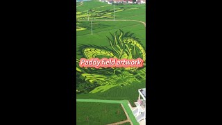 Exquisite paddy field artwork in north Chinas Hebei [upl. by Ardnuasal704]