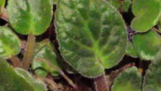 Quick scan on this African Violet plant without any Flowers [upl. by Amleht]