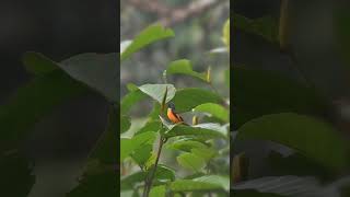 Orange Minivet Busy with Morning Activities birds Minivet [upl. by Giamo]