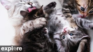 Kitten Rescue Cat Cam powered by EXPLOREorg [upl. by Nnailuj]