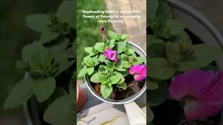 Deadheading encourages plants to produce more flowers petunia [upl. by Tuhn]