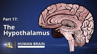 Hypothalamus  Human Brain Series  Part 17 [upl. by Ruscio]