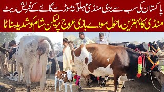 Cow Today Price Update  Sahiwal Cholistani Ablak Cow  Biggest Cattle Markeet  Malumor Mandi Jhang [upl. by O'Reilly296]