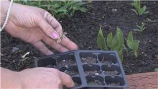 Flower Gardening  How to Grow Carnations From Seeds [upl. by Lexi]