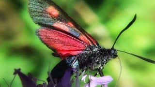 Zygaena sp [upl. by Dov875]