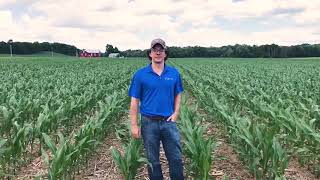 Facts From the Field  NoTill Corn [upl. by Jerrine417]