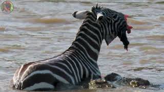 Zebras and Crocodiles  4K video [upl. by Ocer]