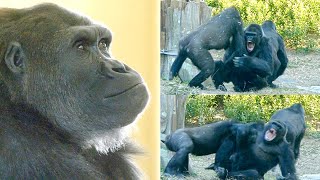 Gorilla Girl Slams Her Grandma To Protect A Silverback  The Shabani Family [upl. by Carmella901]