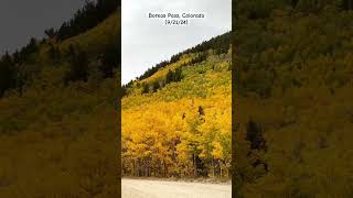 Natures masterpiece Fall at Boreas Pass 🍁 boreaspass breckenridge colorado fallfoliage fall [upl. by Shira]