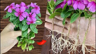 🌺 How to Sow Roots Propagating Periwinkle Plants 🌺 [upl. by Leaj832]