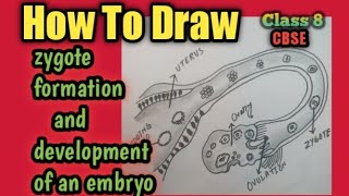 Zygote formation diagram  formation and development of an embryo from the zygote class 8 [upl. by Notlek]