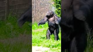 Amazing Chimpanzee Acting Like Human shorts funnyanimals [upl. by Tyree758]