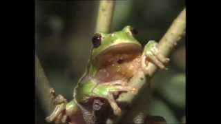 La Grenouille et le crapaud  Documentaire animalier [upl. by Ck]