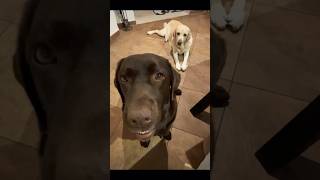 Il più famoso circo senza animali 😂🤭😂 canidivertenti labrador pets funnydog divertente [upl. by Mayhew]