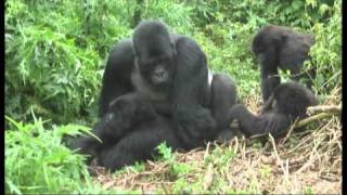 Gorillas mating footage Rwanda  World Primate Safaris [upl. by Mackintosh612]