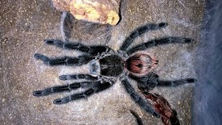 Grammostola iheringi Molt and Update [upl. by Lekcim]