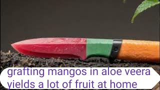 Try growing mango with aloe vera and get unexpected results [upl. by Gan]