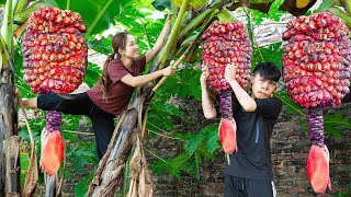 Harvest MUTANT BANANA  The Worlds Rarest Banana Species Goes to the market sell  Lý Thị Hoa [upl. by Tterrej]