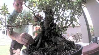 How to Bonsai  Ficus Tree Update [upl. by Aip]