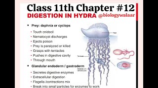 Class 11  Biology  Chapter 12  Lecture 4  Digestion in Hydra biologywalaar [upl. by Cornelia]