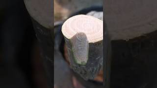 Grafting process🌿agriculture gardening homegarden shortsfeed shortsviral tree garden farming [upl. by Acissej]