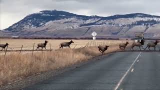 Massive Herd of Elk Crossing HWY 237 in Eastern Oregon  December 2022 [upl. by Claudio]