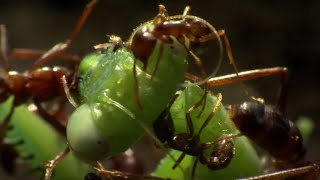 Praying Mantis Decapitated by Ant Swarm  Superswarm  BBC Earth [upl. by Najram94]